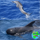 Dauphins, baleines, orques... - Merveilles de la mer avec Guadeloupe Evasion Découverte